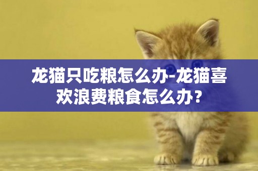 龙猫只吃粮怎么办-龙猫喜欢浪费粮食怎么办？