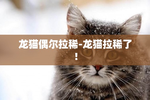 龙猫偶尔拉稀-龙猫拉稀了！