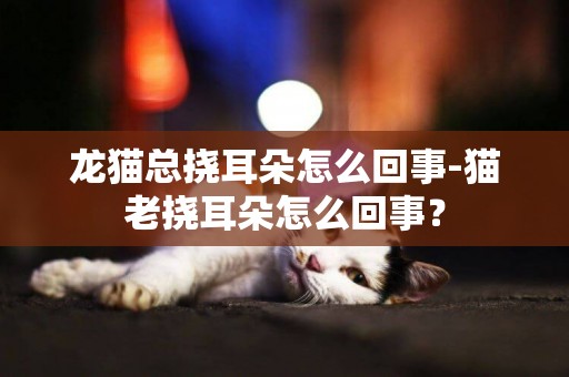 龙猫总挠耳朵怎么回事-猫老挠耳朵怎么回事？