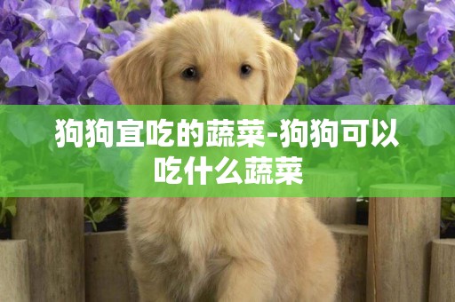 狗狗宜吃的蔬菜-狗狗可以吃什么蔬菜