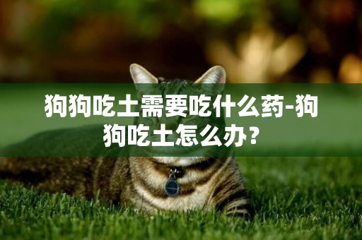 狗狗吃土需要吃什么药-狗狗吃土怎么办？