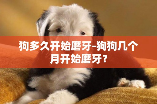 狗多久开始磨牙-狗狗几个月开始磨牙？