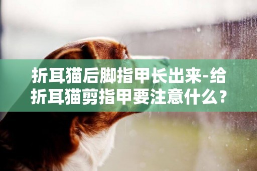 折耳猫后脚指甲长出来-给折耳猫剪指甲要注意什么？