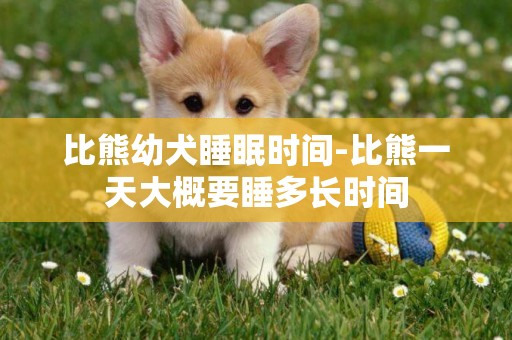 比熊幼犬睡眠时间-比熊一天大概要睡多长时间