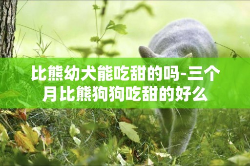 比熊幼犬能吃甜的吗-三个月比熊狗狗吃甜的好么