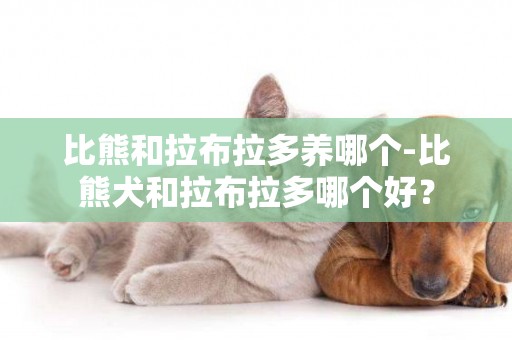 比熊和拉布拉多养哪个-比熊犬和拉布拉多哪个好？