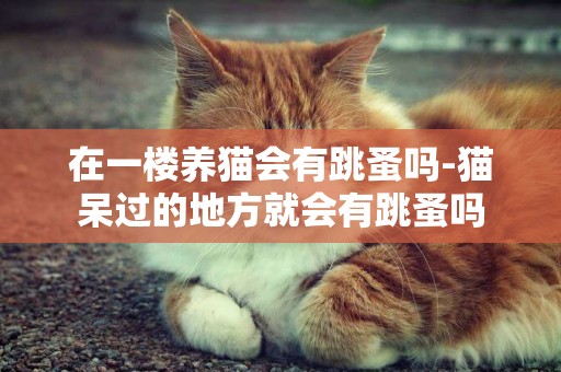 在一楼养猫会有跳蚤吗-猫呆过的地方就会有跳蚤吗