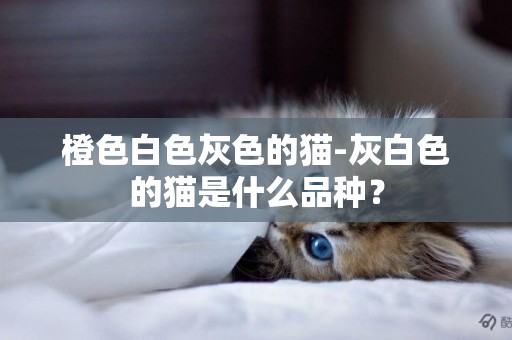 橙色白色灰色的猫-灰白色的猫是什么品种？