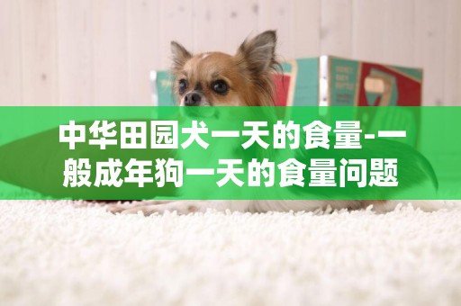 中华田园犬一天的食量-一般成年狗一天的食量问题