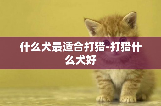 什么犬最适合打猎-打猎什么犬好