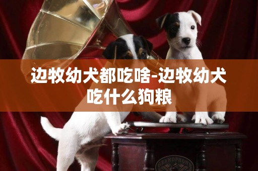 边牧幼犬都吃啥-边牧幼犬吃什么狗粮