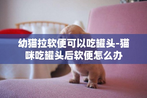 幼猫拉软便可以吃罐头-猫咪吃罐头后软便怎么办