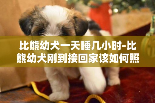 比熊幼犬一天睡几小时-比熊幼犬刚到接回家该如何照顾