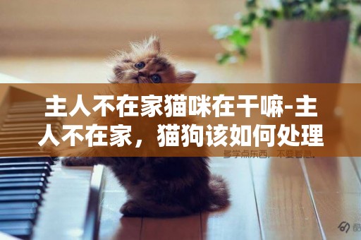 主人不在家猫咪在干嘛-主人不在家，猫狗该如何处理