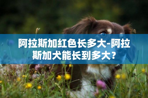 阿拉斯加红色长多大-阿拉斯加犬能长到多大？