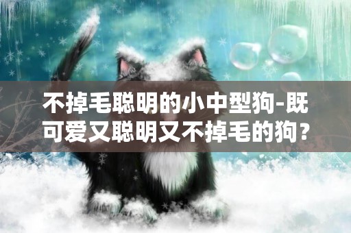 不掉毛聪明的小中型狗-既可爱又聪明又不掉毛的狗？