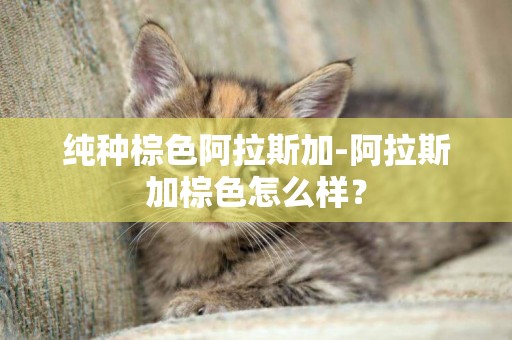 纯种棕色阿拉斯加-阿拉斯加棕色怎么样？