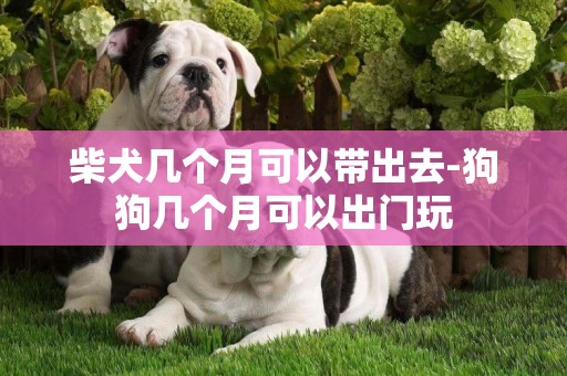 柴犬几个月可以带出去-狗狗几个月可以出门玩