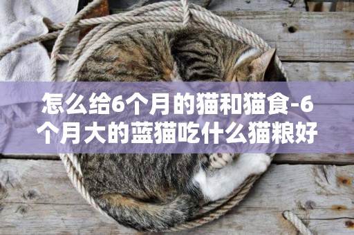 怎么给6个月的猫和猫食-6个月大的蓝猫吃什么猫粮好