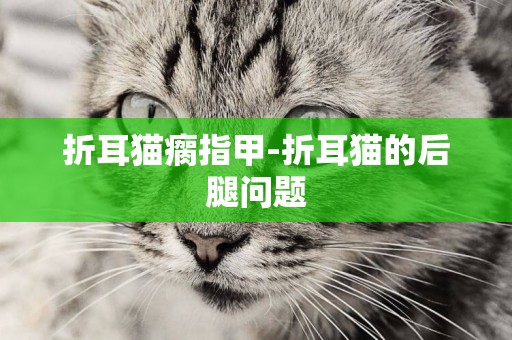 折耳猫瘸指甲-折耳猫的后腿问题