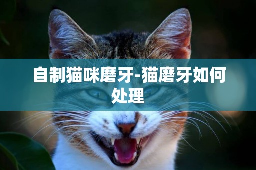 自制猫咪磨牙-猫磨牙如何处理