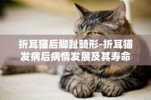 折耳猫后脚趾畸形-折耳猫发病后病情发展及其寿命