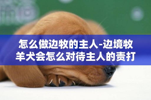 怎么做边牧的主人-边境牧羊犬会怎么对待主人的责打?