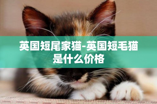 英国短尾家猫-英国短毛猫是什么价格