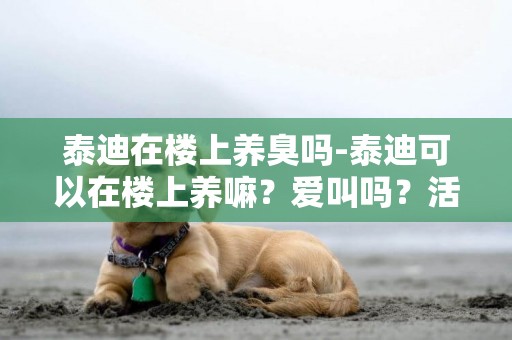 泰迪在楼上养臭吗-泰迪可以在楼上养嘛？爱叫吗？活泼吗？