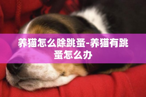 养猫怎么除跳蚤-养猫有跳蚤怎么办