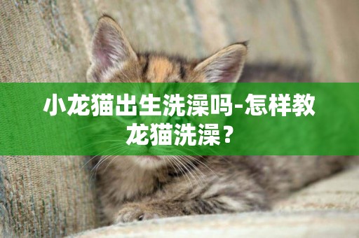 小龙猫出生洗澡吗-怎样教龙猫洗澡？