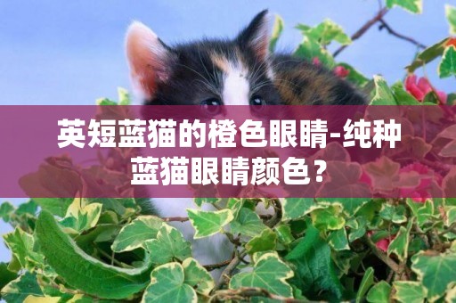 英短蓝猫的橙色眼睛-纯种蓝猫眼睛颜色？