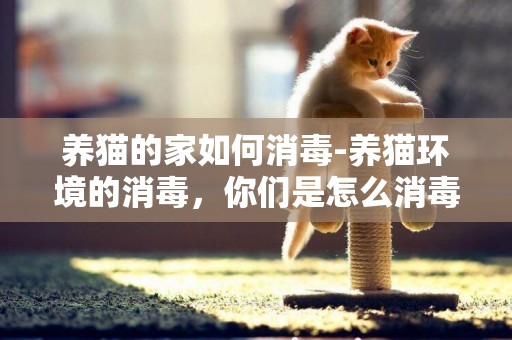 养猫的家如何消毒-养猫环境的消毒，你们是怎么消毒的