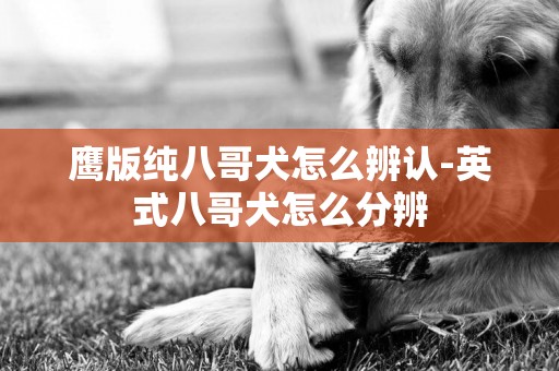 鹰版纯八哥犬怎么辨认-英式八哥犬怎么分辨