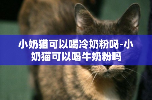 小奶猫可以喝冷奶粉吗-小奶猫可以喝牛奶粉吗