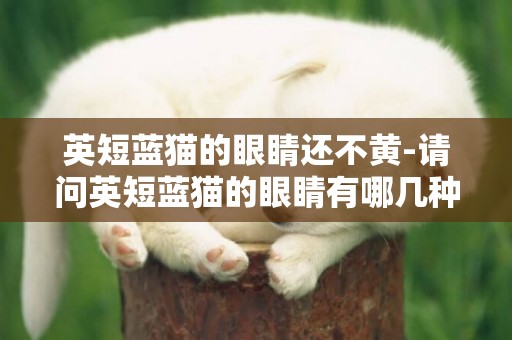 英短蓝猫的眼睛还不黄-请问英短蓝猫的眼睛有哪几种颜色？