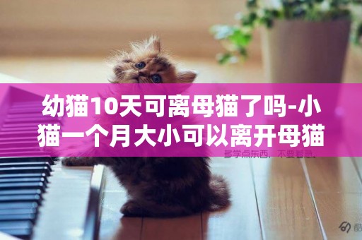 幼猫10天可离母猫了吗-小猫一个月大小可以离开母猫了吗?