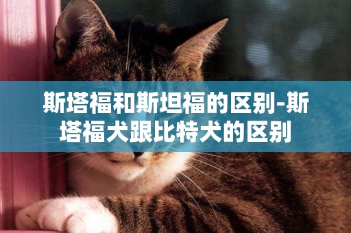 斯塔福和斯坦福的区别-斯塔福犬跟比特犬的区别