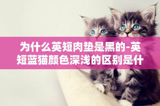 为什么英短肉垫是黑的-英短蓝猫颜色深浅的区别是什么？