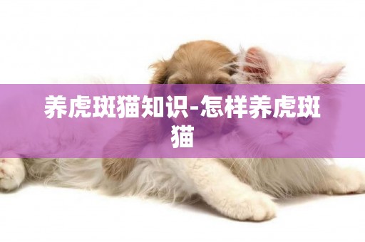 养虎斑猫知识-怎样养虎斑猫