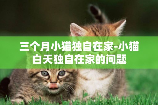 三个月小猫独自在家-小猫白天独自在家的问题