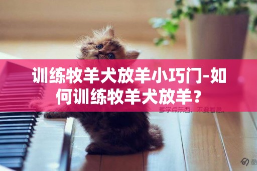 训练牧羊犬放羊小巧门-如何训练牧羊犬放羊？