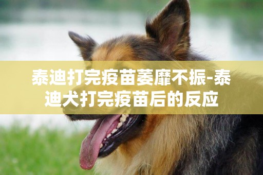 泰迪打完疫苗萎靡不振-泰迪犬打完疫苗后的反应