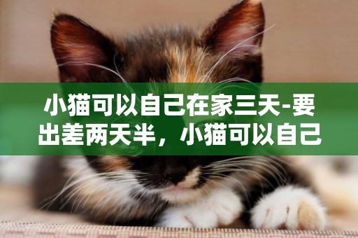 小猫可以自己在家三天-要出差两天半，小猫可以自己在家吗？