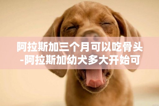 阿拉斯加三个月可以吃骨头-阿拉斯加幼犬多大开始可以啃骨头