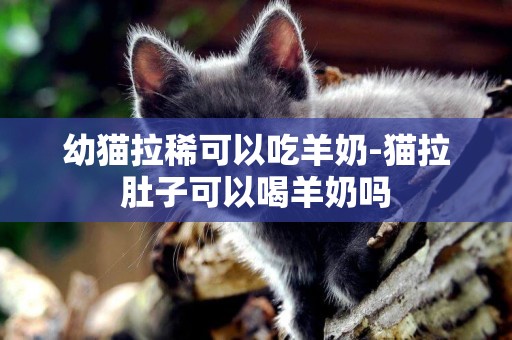 幼猫拉稀可以吃羊奶-猫拉肚子可以喝羊奶吗