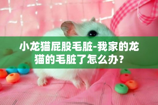 小龙猫屁股毛脏-我家的龙猫的毛脏了怎么办？