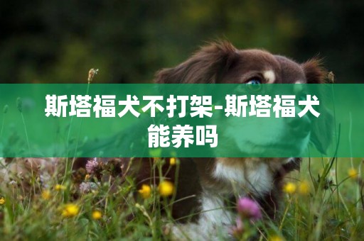 斯塔福犬不打架-斯塔福犬能养吗