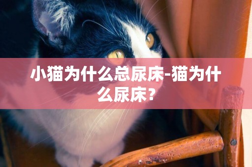 小猫为什么总尿床-猫为什么尿床？