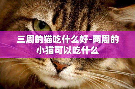 三周的猫吃什么好-两周的小猫可以吃什么